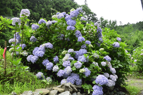 越生町の花特集 越生町観光サイト 梅を向いて歩こう