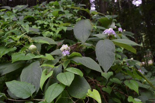 越生町の花特集 越生町観光サイト 梅を向いて歩こう