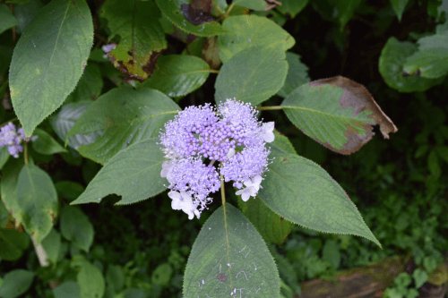 越生町の花特集 越生町観光サイト 梅を向いて歩こう