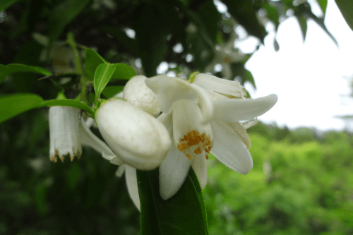 越生町の花特集 越生町観光サイト 梅を向いて歩こう