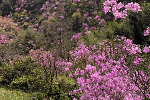 越生町の花特集 越生町観光サイト 梅を向いて歩こう 越生町の花特集 越生町観光サイト 梅を向いて歩こう