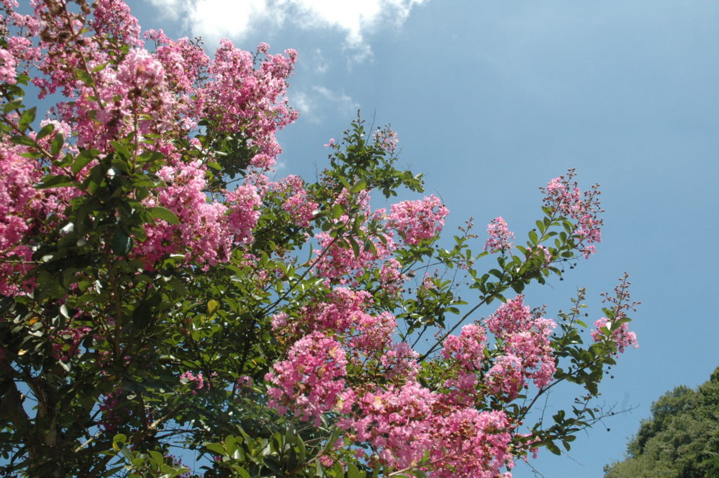 越生町の花特集 越生町観光サイト 梅を向いて歩こう