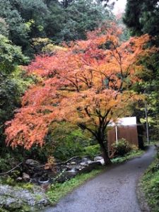 黒山三滝の紅葉状況 越生町観光サイト 梅を向いて歩こう