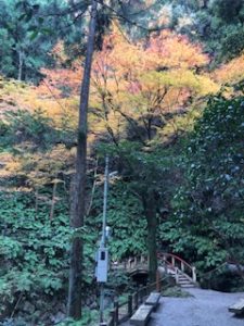 黒山三滝の紅葉状況 越生町観光サイト 梅を向いて歩こう