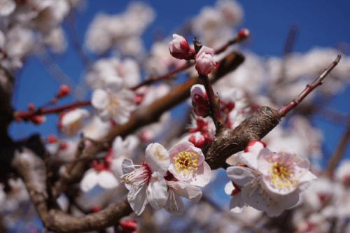 越生梅林  越生町観光サイト -梅を向いて歩こう-