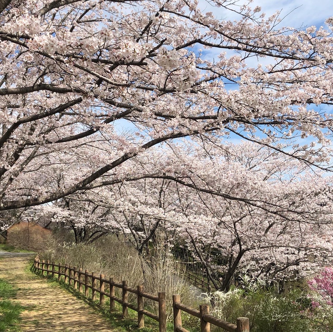 さくら開花情報 越生町観光サイト 梅を向いて歩こう