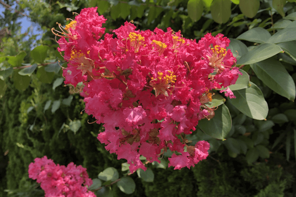 越生町の花特集 越生町観光サイト 梅を向いて歩こう