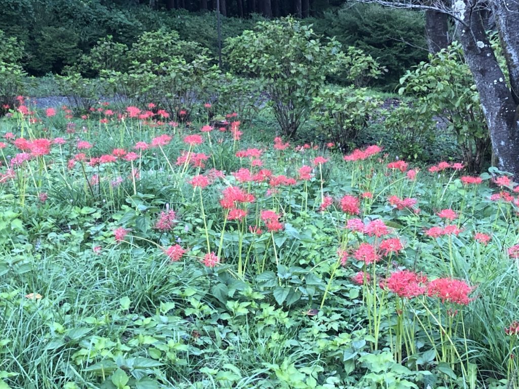 曼珠沙華 さくらの山公園 開花情報 越生町観光サイト 梅を向いて歩こう