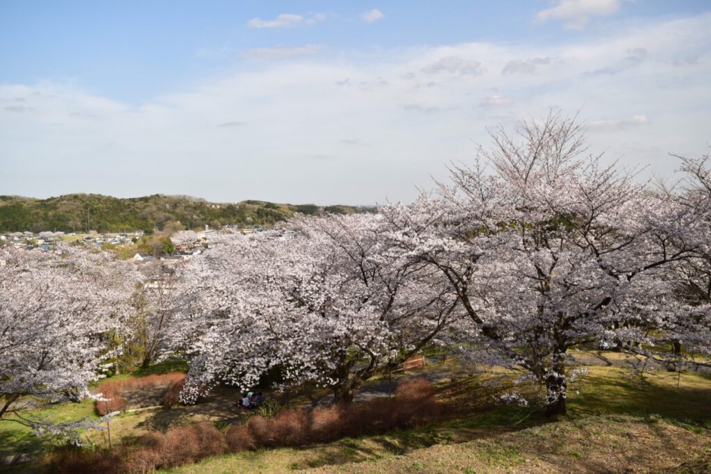 さくら開花情報 越生町観光サイト 梅を向いて歩こう