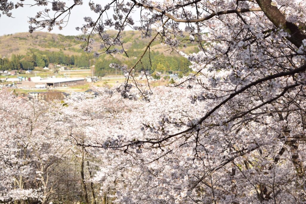 さくら開花情報 越生町観光サイト 梅を向いて歩こう