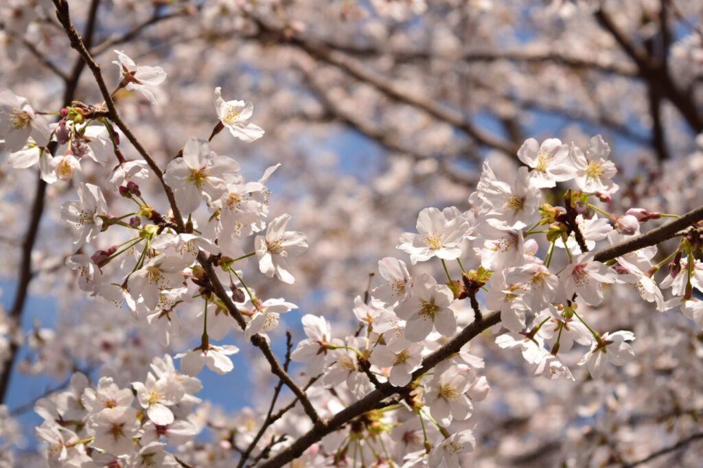 さくら開花情報 越生町観光サイト 梅を向いて歩こう