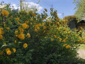 ヤマブキ開花情報 山吹の里歴史公園 越生町観光サイト 梅を向いて歩こう