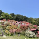 五大尊つつじまつりについて