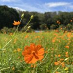 キバナコスモスの開花情報