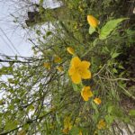 やまぶきの開花情報について