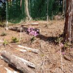 大高取山ミツバツツジの開花情報