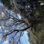龍ケ谷のヤマザクラ開花情報