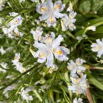 麦原のシャガの開花状況