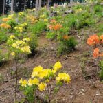大高取山山頂レンゲツツジについて