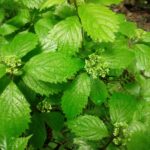 幕岩のコアジサイの開花状況について