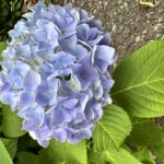 アジサイの開花情報