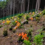 大高取山つつじ植樹地草刈りハイキング