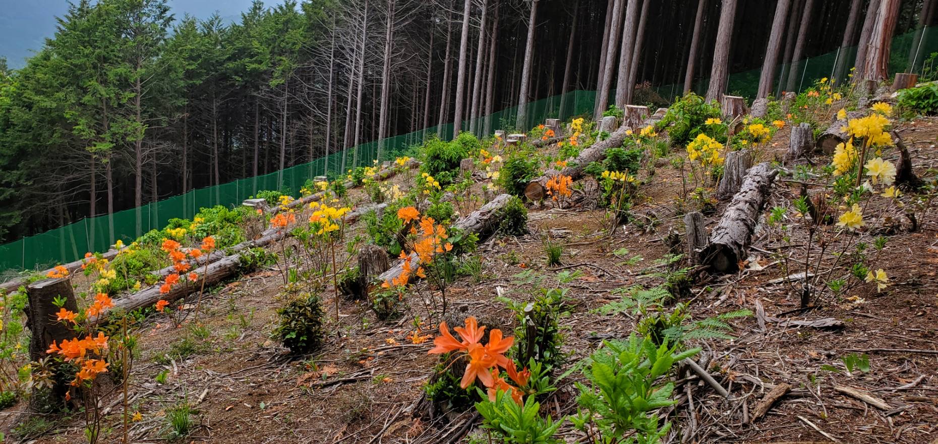 大高取山つつじ植樹地草刈りハイキング | 越生町観光サイト -梅を向い