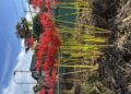 曼珠沙華開花情報