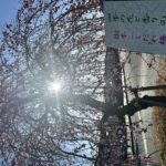 越生駅西口のしだれ梅