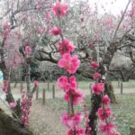 ２６日（木）通常通り開園