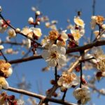 ２月２１・２２・２３日　臨時バス時刻表