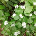 春の自然観察ハイキングのお知らせ