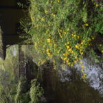 やまぶき祭り開催のご案内