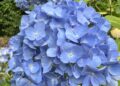 アジサイの開花情報
