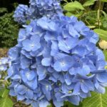 アジサイの開花情報
