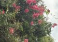 サルスベリの開花情報