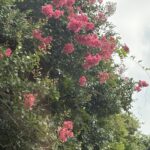 サルスベリの開花情報