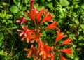 キツネノカミソリの開花情報