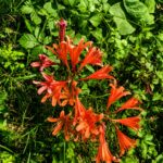 キツネノカミソリの開花情報