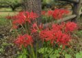 曼珠沙華の開花情報
