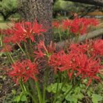 曼珠沙華の開花情報