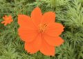 キバナコスモスの開花情報