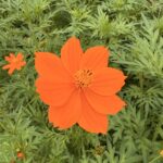 キバナコスモスの開花情報